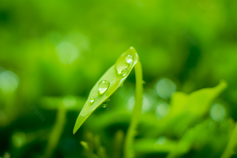 春分惊蛰豌豆苗发芽绿色露珠,高清,摄影图,摄影图片,图片大全,摄影图免费下载